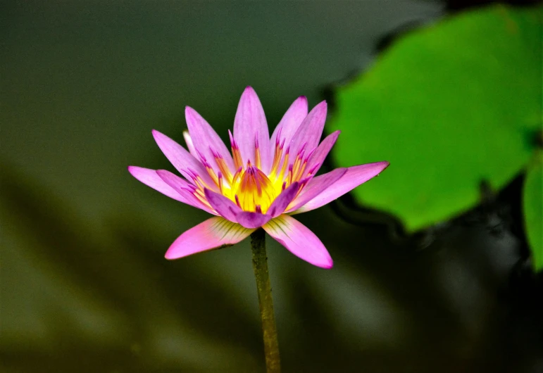 a pink lotus blooming from the back in a pool