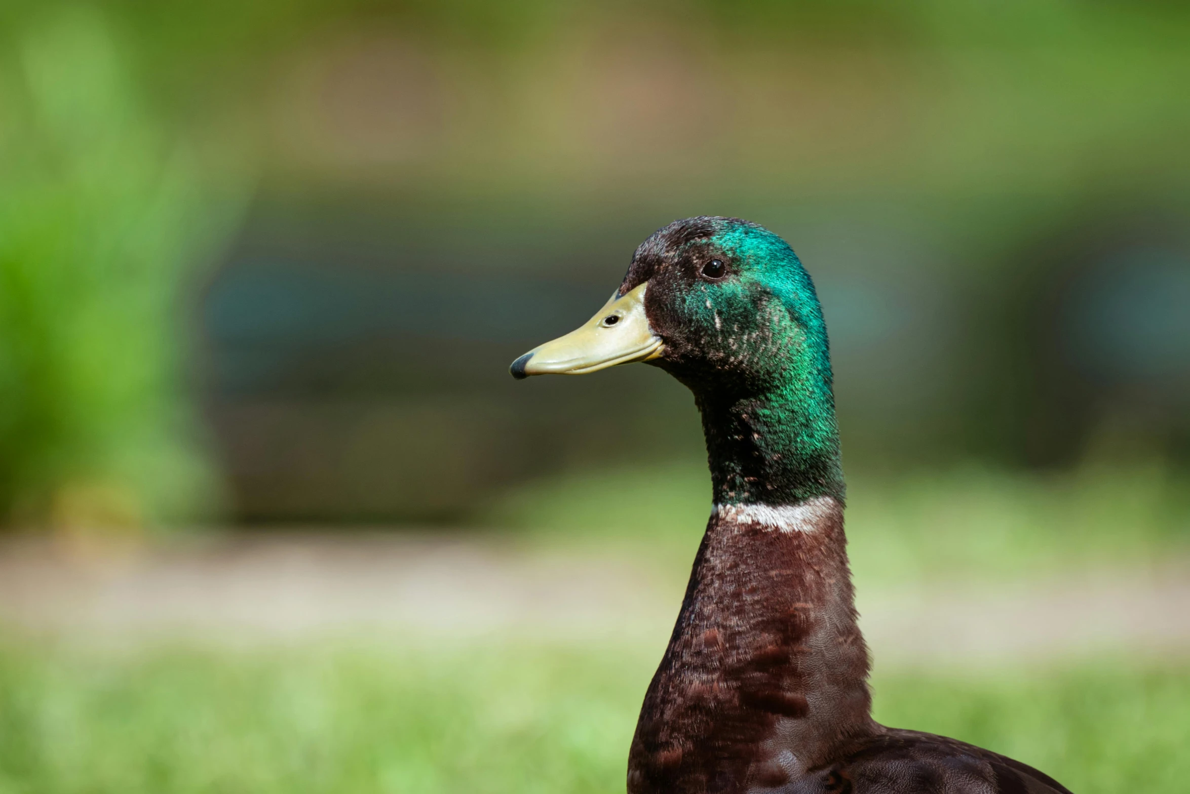 a colorfully colored duck stands in grass