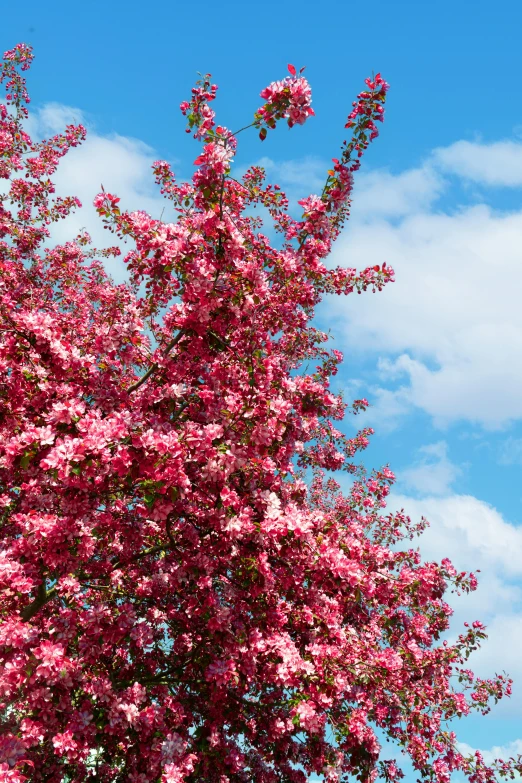 pink flowers are in a very large tree