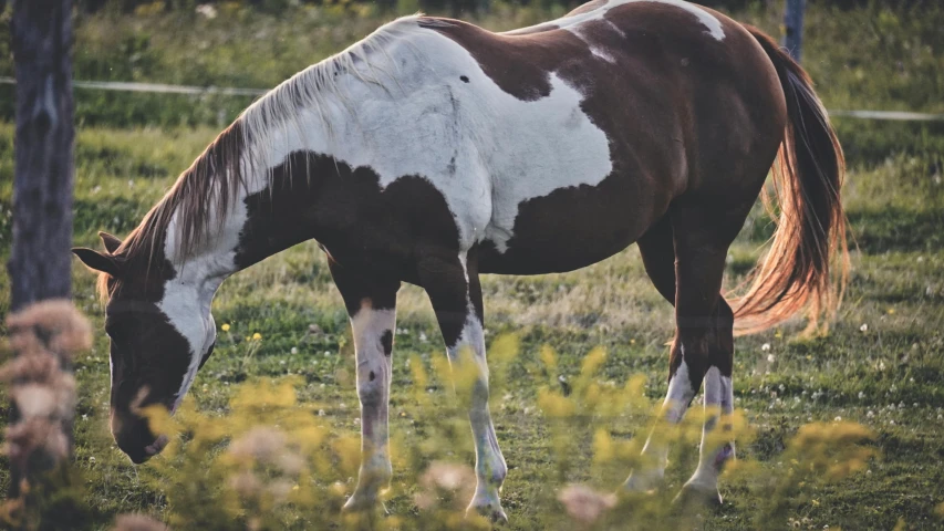 a brown and white horse eating grass near trees