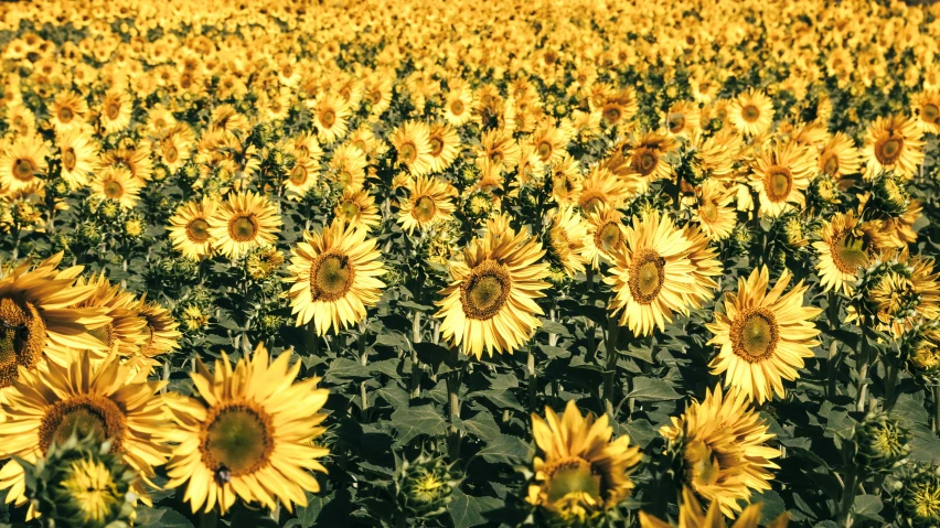 the image of a large field of sunflowers