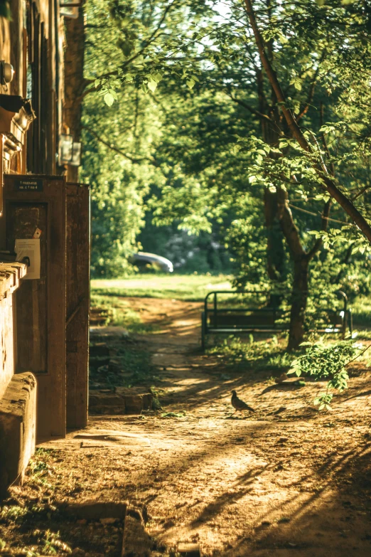 a bench on a sunny day near a forest