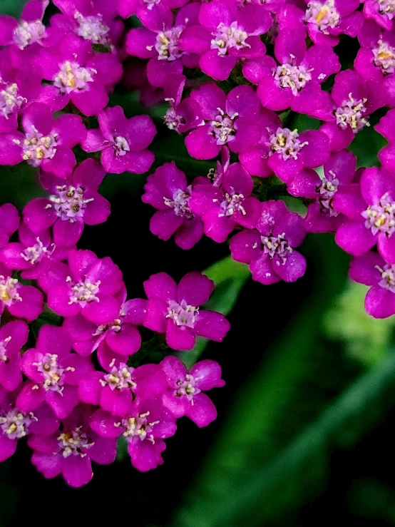 a group of small purple flowers with a yellow center