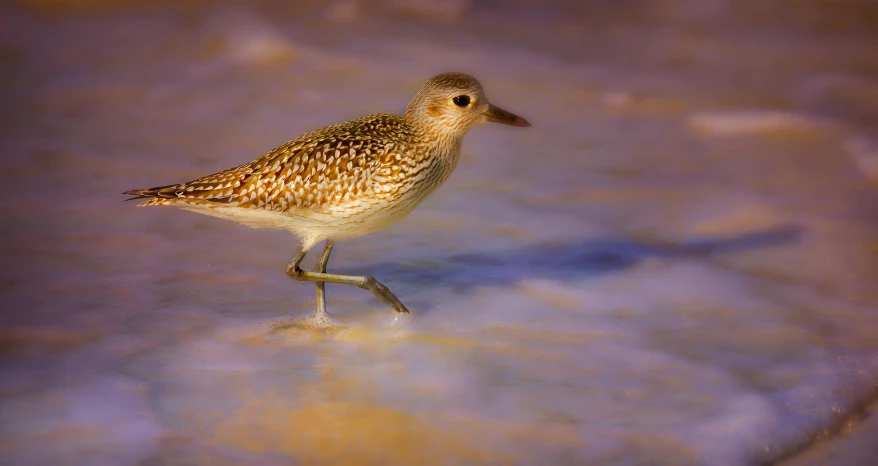 a small bird is standing on the ice