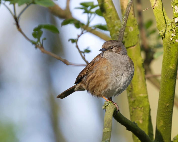 small bird perched on nch surrounded by leaves