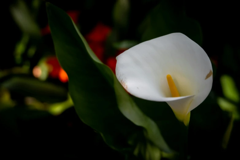 white flowers with green leaves and red flowers behind them