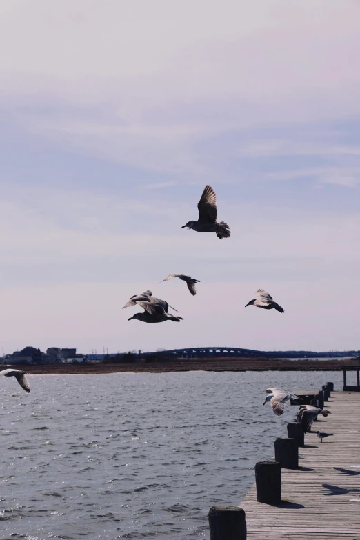 seagulls flying over the water at the beach