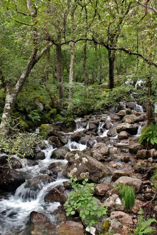 there is a small river in the forest