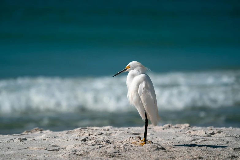 a white bird standing on the beach by the ocean