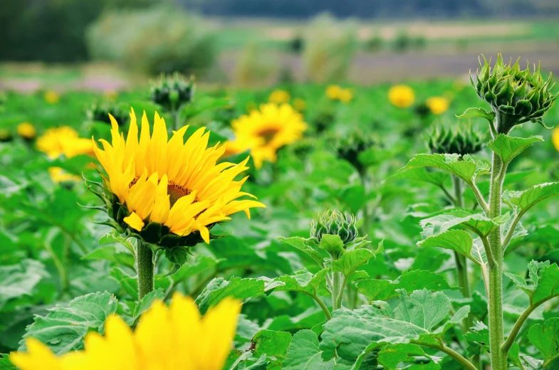 a field with sunflowers and green leaves on them