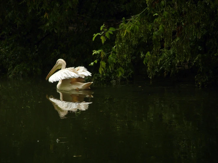 a bird that is standing in the water