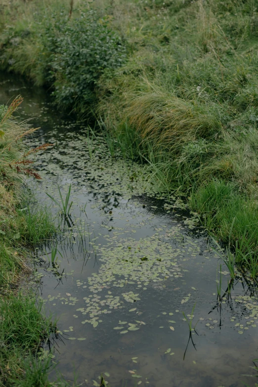 a small stream flows into a lush green area