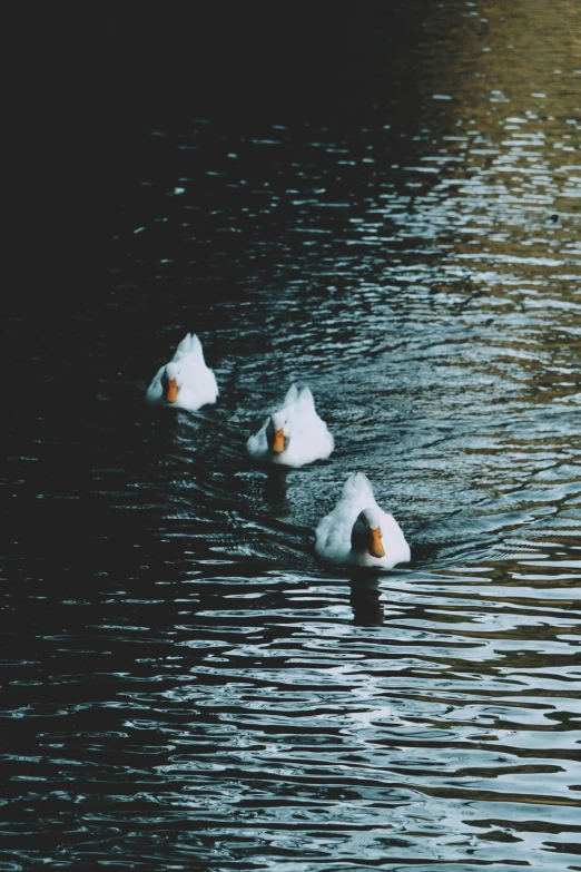 some birds that are swimming in some water