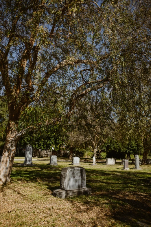 some grass a tree and some headstones