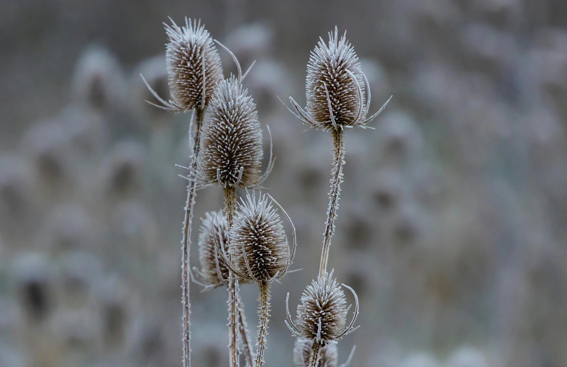 a bunch of dry grass with leaves in the background