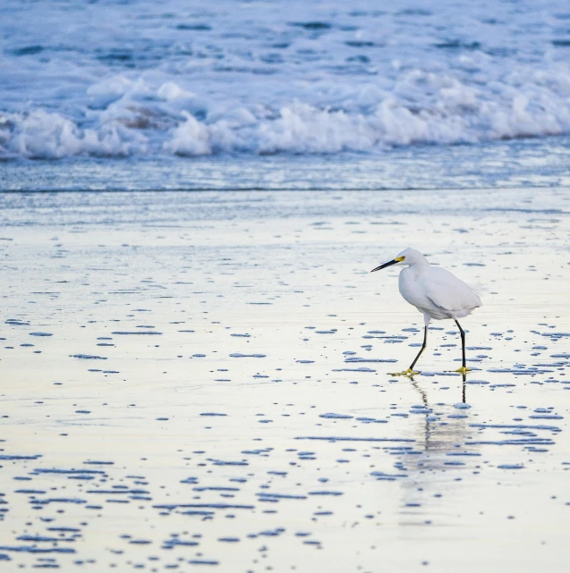 a white bird is on the beach looking for food