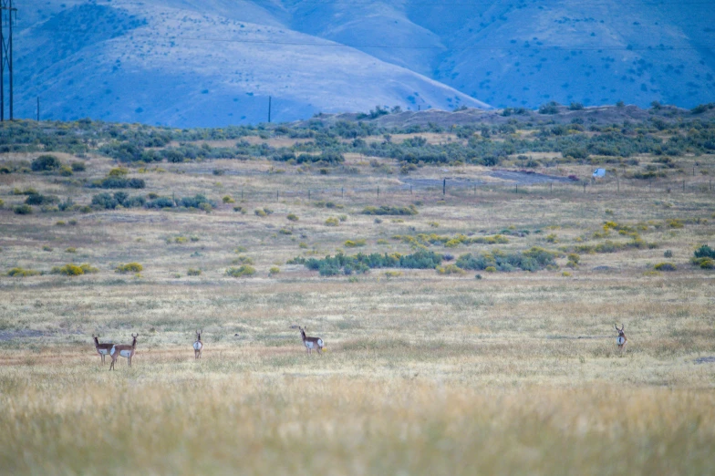 several wild animals in the middle of a grassy plain