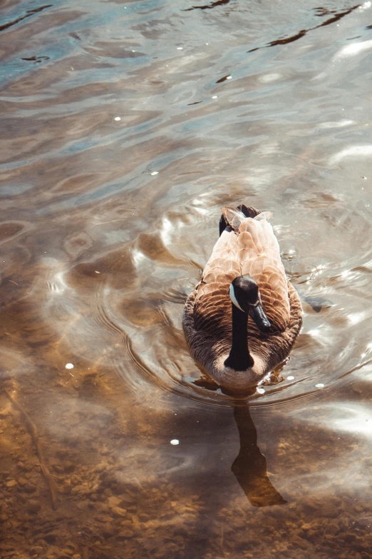 a duck is swimming on some brown water