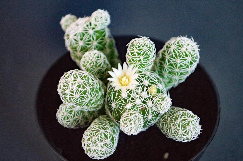 green and white cactus on a black plate