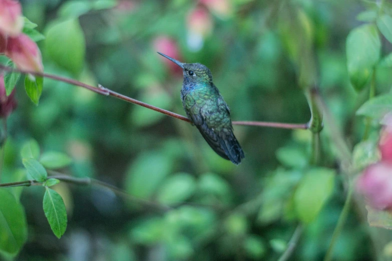 the small hummingbird is perched on the twig