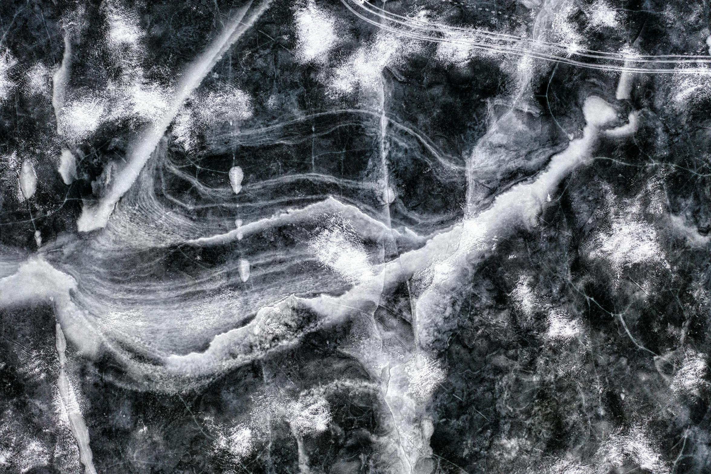 a black and white po of some trees