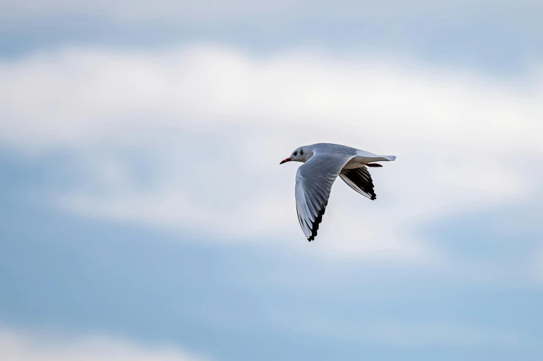 the seagull flies low and can be seen through the clouds