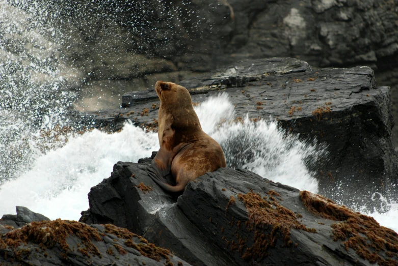 a small bear stands on top of some rocks