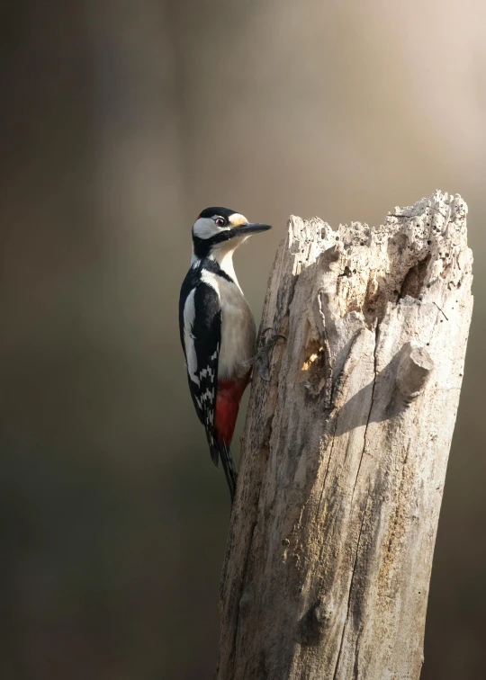 a bird perched on a wooden post near the ocean