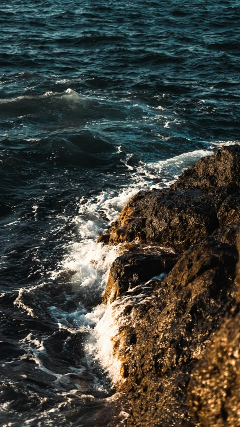 a black seagull is standing on top of the water