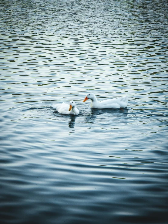 two swans swimming on water together under the moonlight