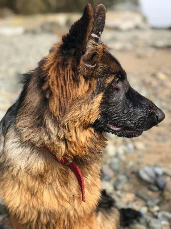 a dog sitting on the ground staring straight ahead