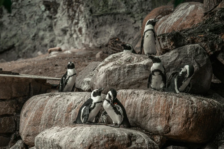 penguins are climbing on the rock and laying down