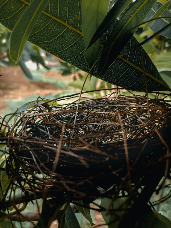 an empty nest sits on top of some nches