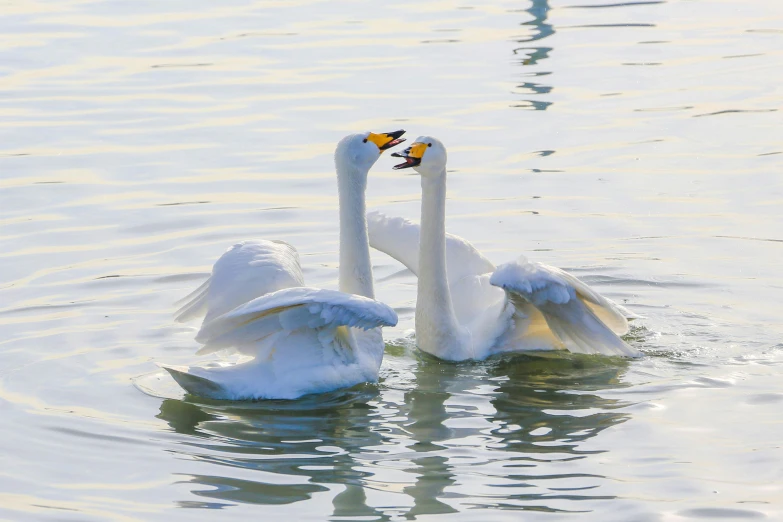 two swans in the water, with their heads touching each other's necks