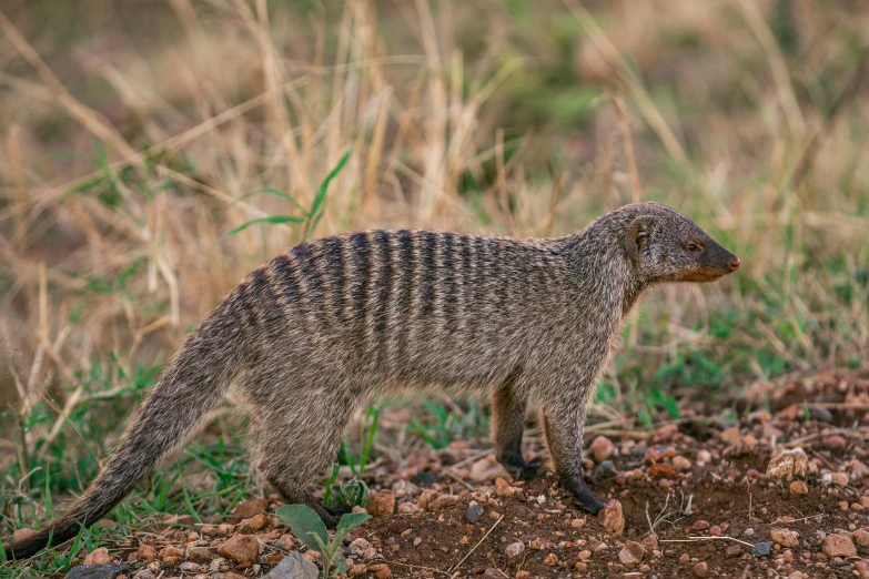 a small animal standing in the middle of some dirt