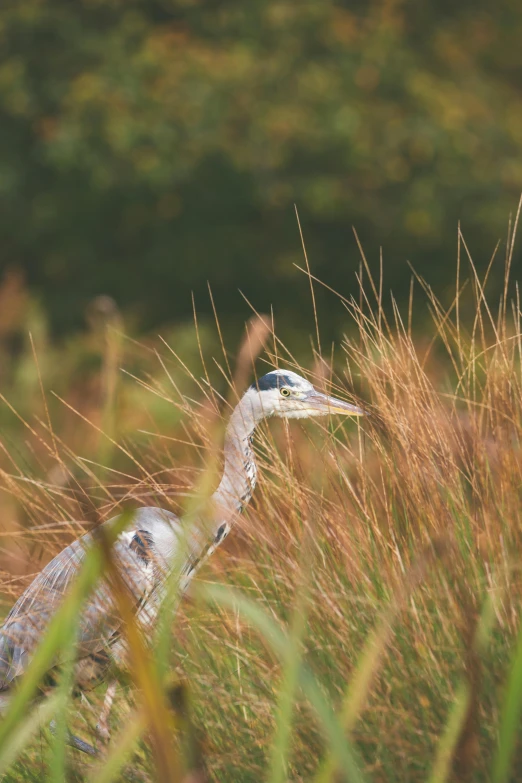 a bird standing in tall grass with trees in the background