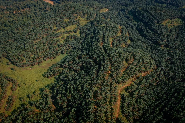 a field of trees covered in dirt near some mountains