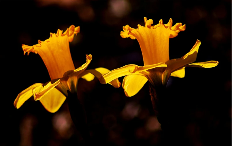 the stems of this plant are bright yellow