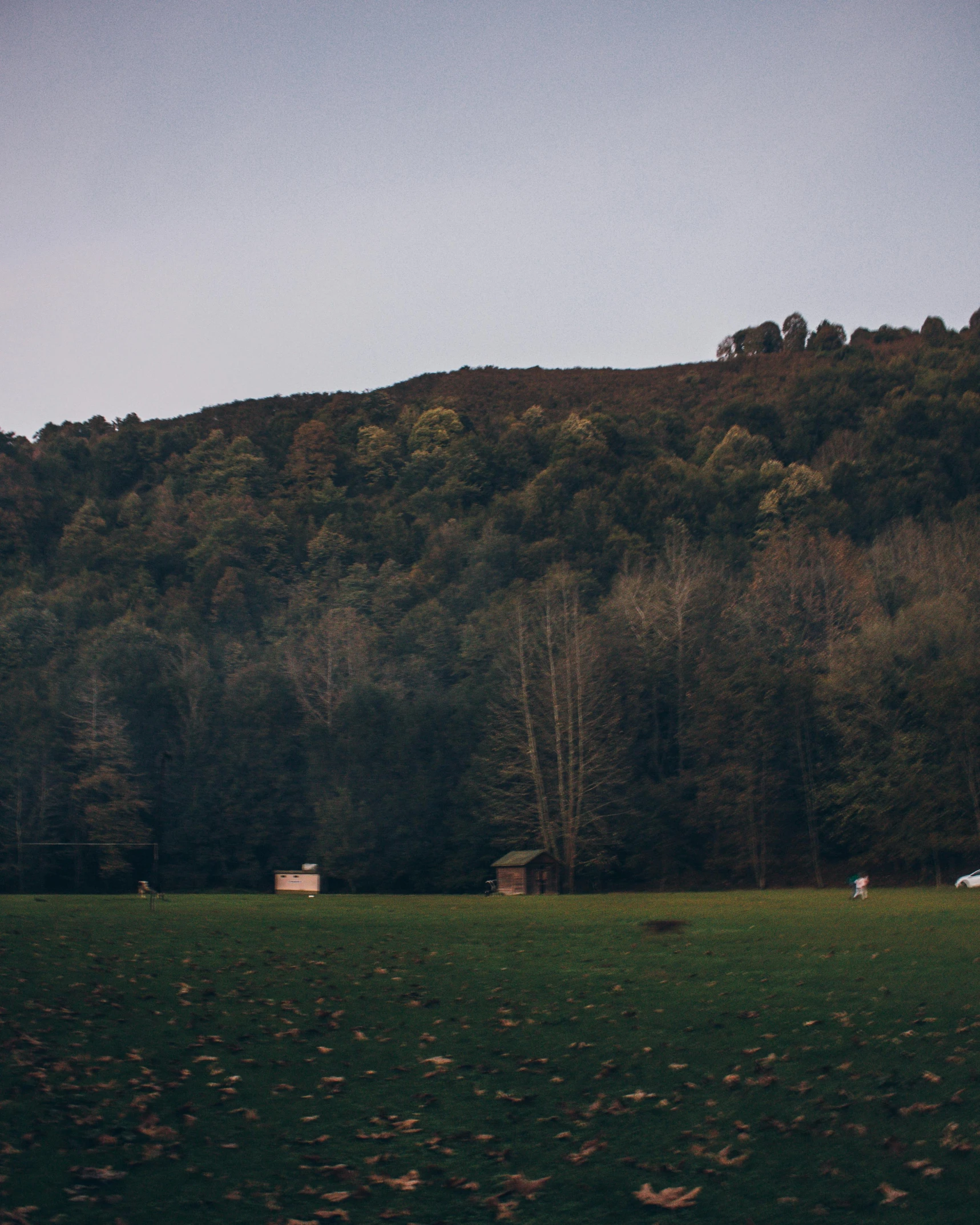 some people are out on a field with grass