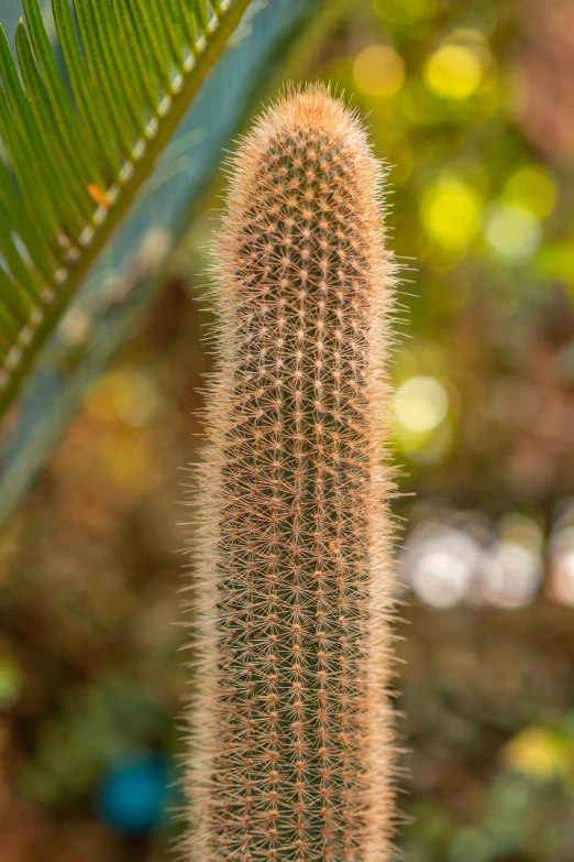 a large cactus like plant grows from a plant