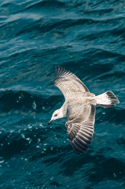 the bird is flying over the water with a white stripe