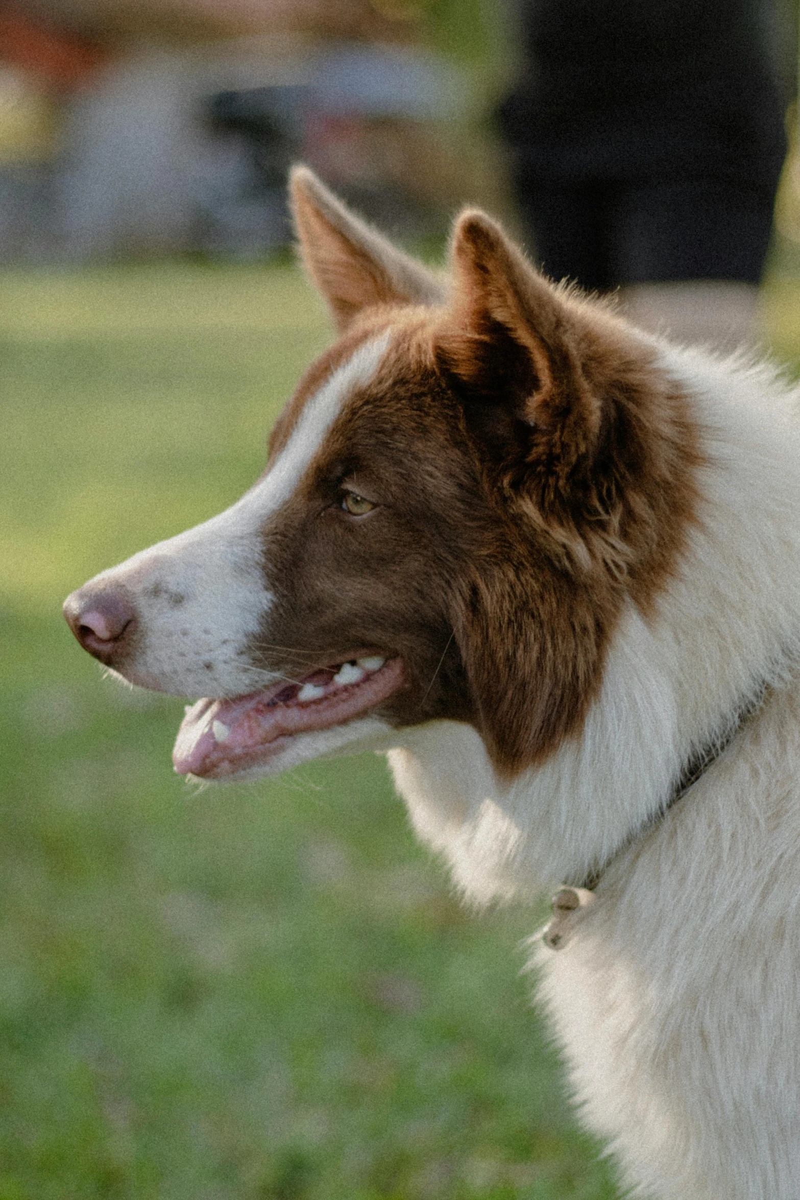 the dog has its head tilted down