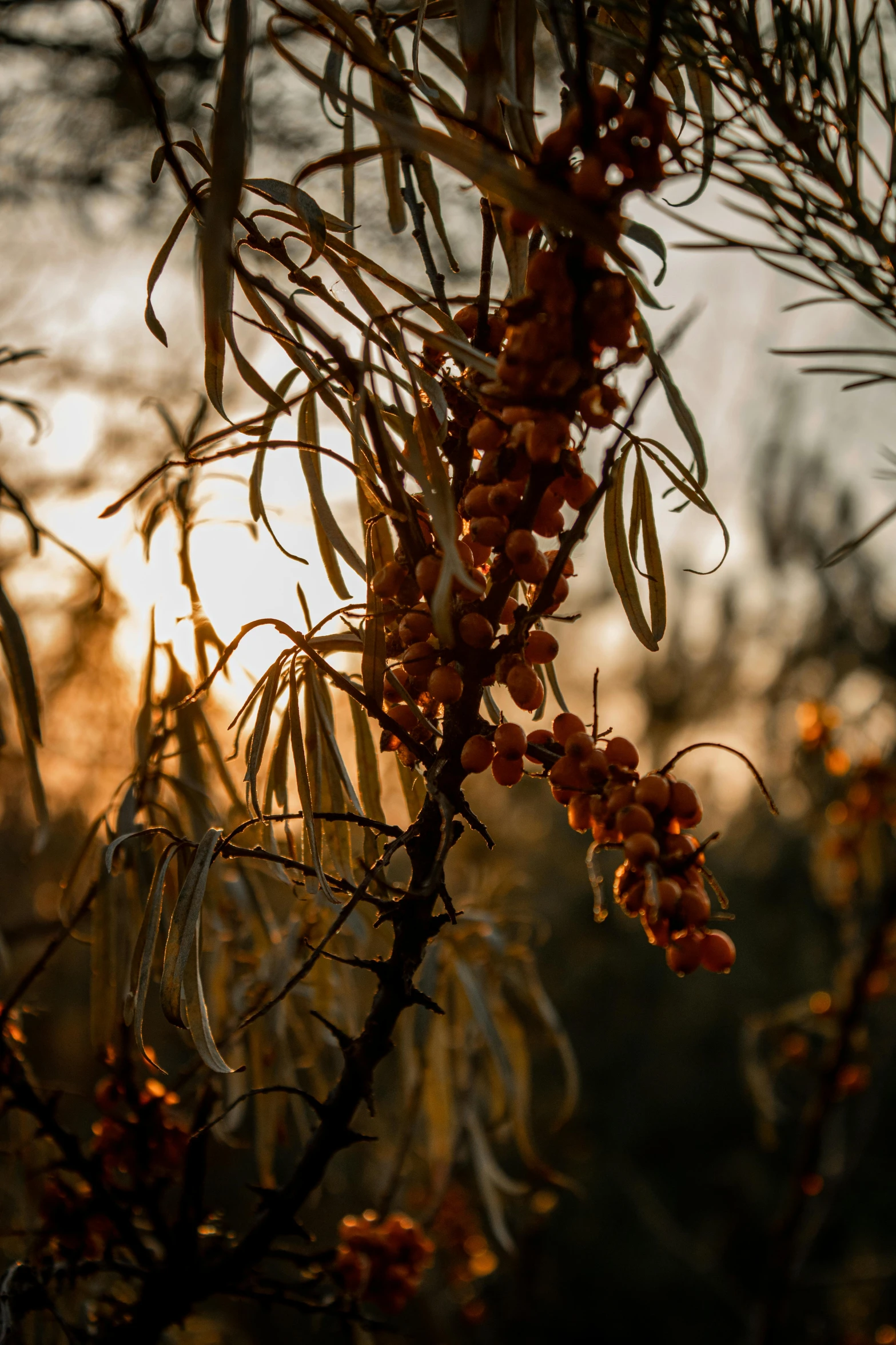 the sun shines behind the nches of a tree