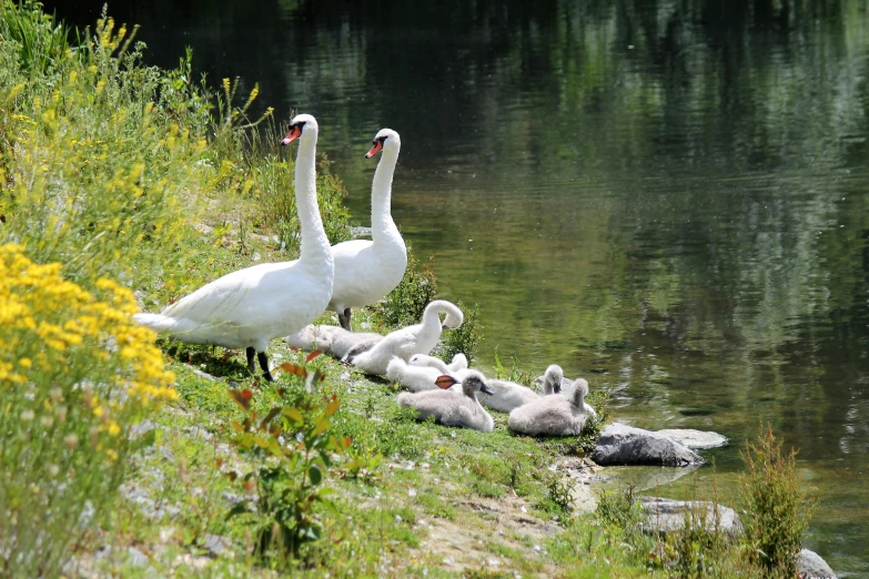 the swans are sitting around in their nests near the water