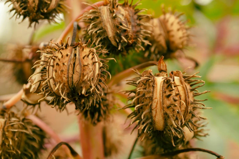 an extreme closeup of some flowers on a tree