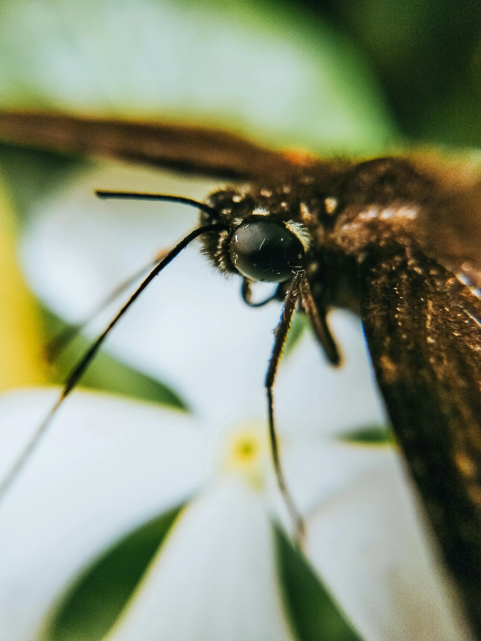 the back end of a small, dark insect on top of a white flower