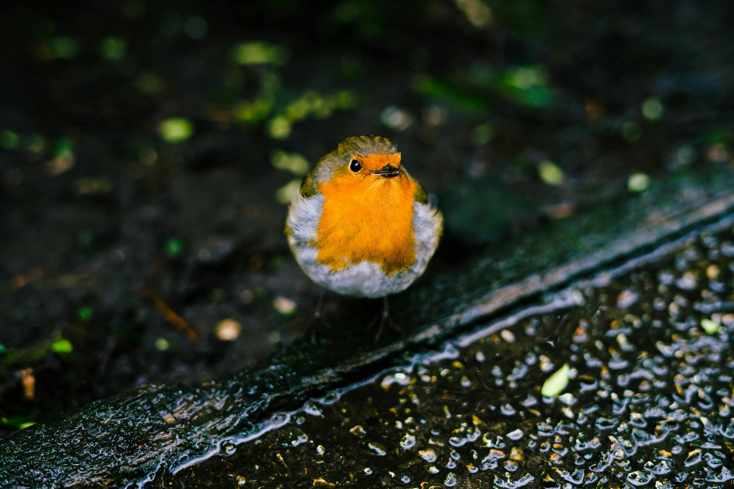 small yellow and white bird on the pavement