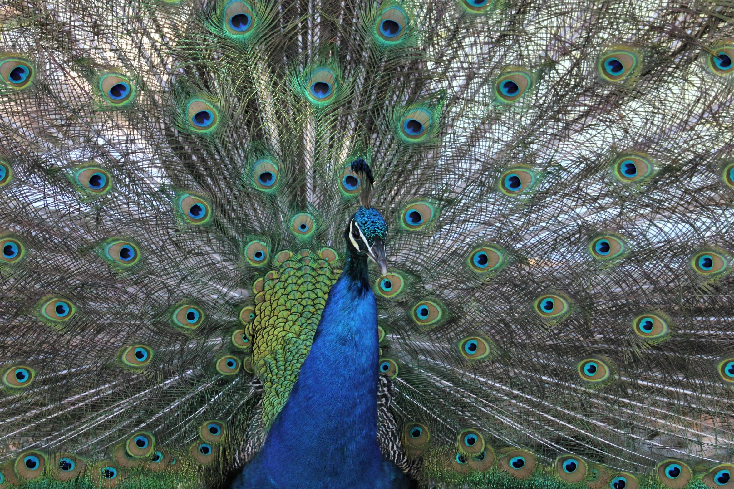 the peacock is showing off its feathers in its feathers