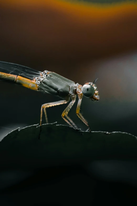 an insect sitting on top of a leaf