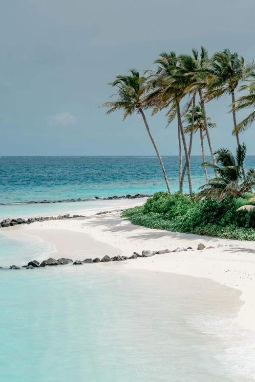 a sandy beach that has three palm trees on it